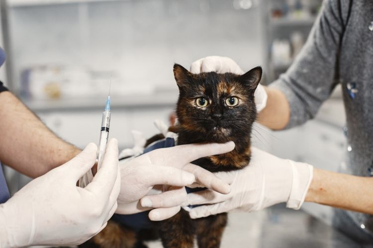 Harga dokter hewan kucing