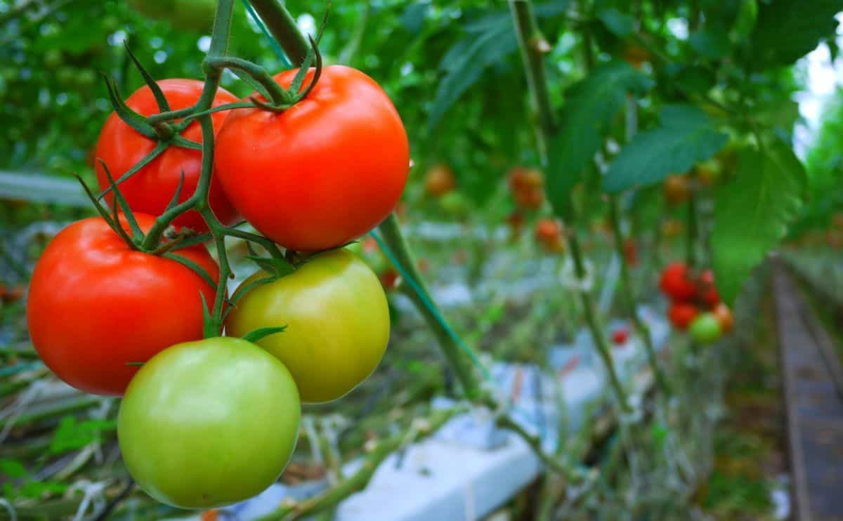 harga tomat di pasar