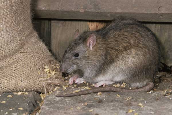 harga racun tikus di Indomaret