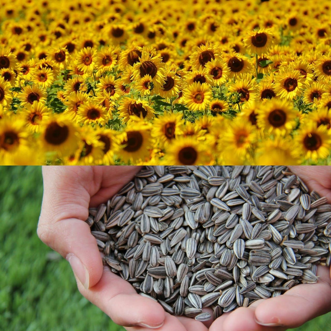 harga biji bunga matahari